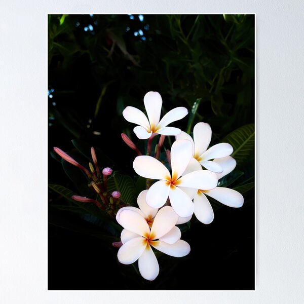 White Plumerias Poster