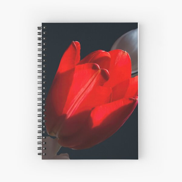 Red tulip in light Spiral Notebook
