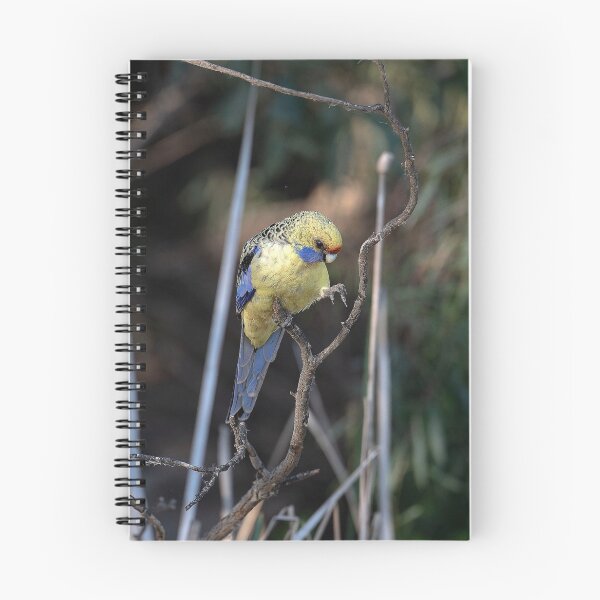 Item preview, Yellow Rosella designed and sold by Bevlyn.
