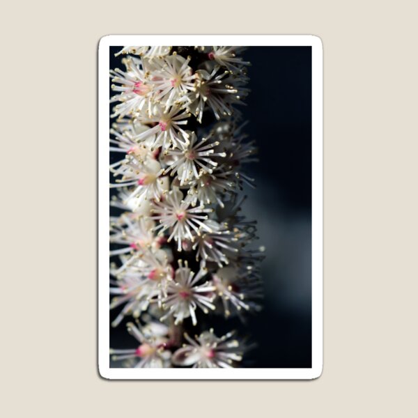 Item preview, Blossom of Cimicifuga Ranunculaceae closeup and petals of the flower. designed and sold by FENIO.