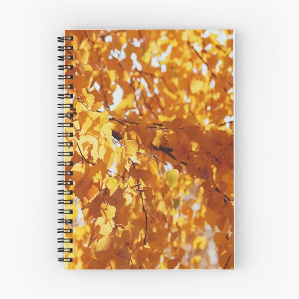Aperçu de l'œuvre Golden autumn foliage, scenic birch trees with orange and yellow leaves in the sunny forest. créée et vendue par FENIO.