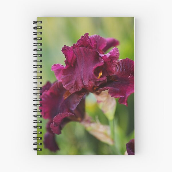 Aperçu de l'œuvre Iris Bourgogne Barbu créée et vendue par Joy Watson - Natural Light Photography .