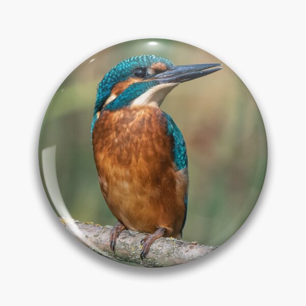 Item preview, Common Kingfisher designed and sold by Steve Liptrot Photography.