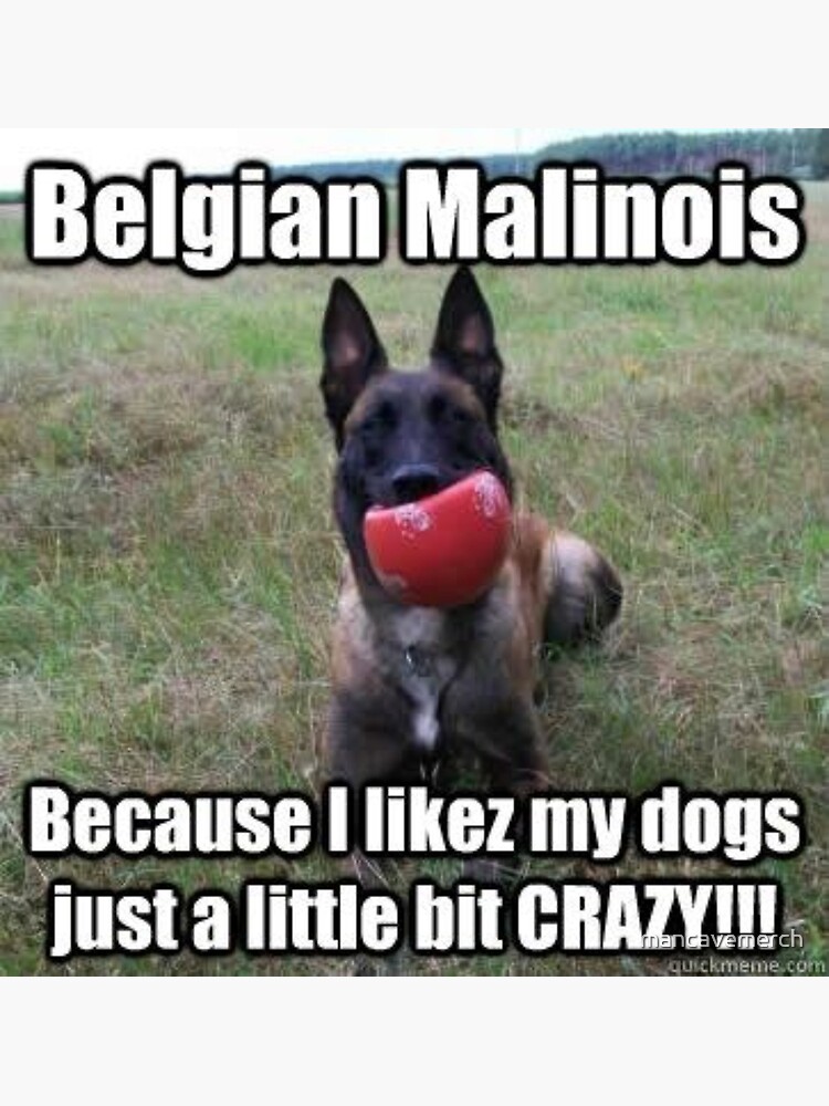 Crazy malinois best sale