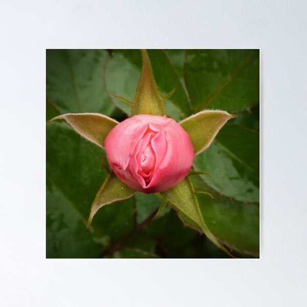 Aperçu de l'œuvre Ouverture Star Rose créée et vendue par Randle.