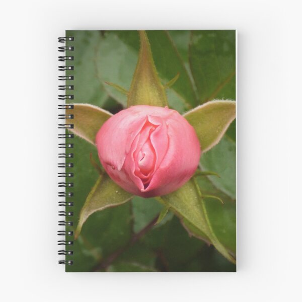 Item preview, Star Rose opening designed and sold by Randle.