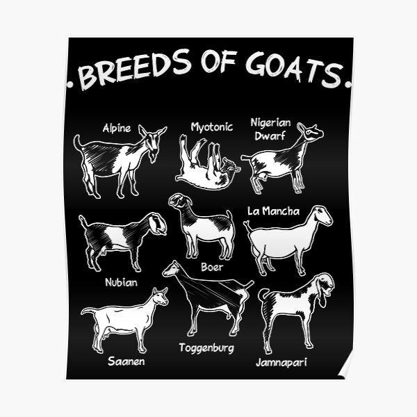 Breeds Of Goats Farmer Women Goat Poster By Shirtmaster23 Redbubble 