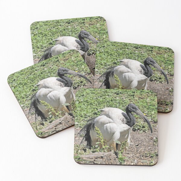 Item preview, r2453/ 7 parc-ornithologique-de-st-hilaire-la-palud - L' Ibis sacré -  2020 par Okaio Créations - Olavia&Olao designed and sold by o.okaïo.