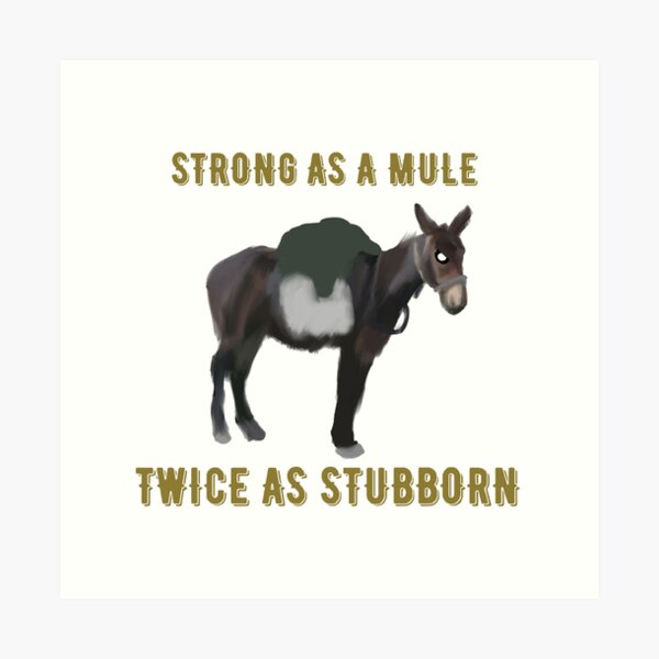 Definition & Meaning of Stubborn as a mule