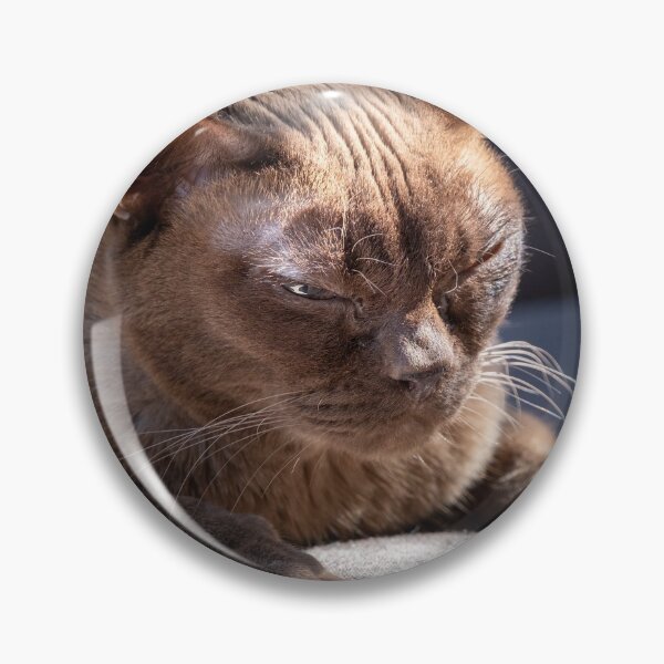 Artikelvorschau, Chocolate Burmese Cat entworfen und verkauft von EverydayHermit.