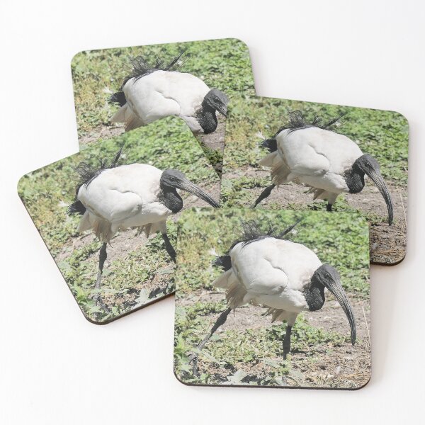 Item preview, r2455/ 9 parc-ornithologique-de-st-hilaire-la-palud - L' Ibis sacré -  2020 par Okaio Créations - Olavia&Olao designed and sold by o.okaïo.