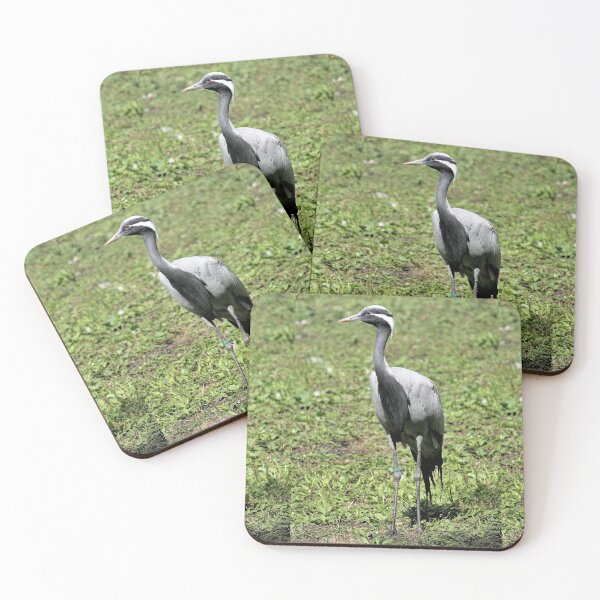 Item preview, r2464/ 18 parc-ornithologique-de-st-hilaire-la-palud - Grue demoiselle -  2020 par Okaio Créations - Olavia&Olao designed and sold by o.okaïo.