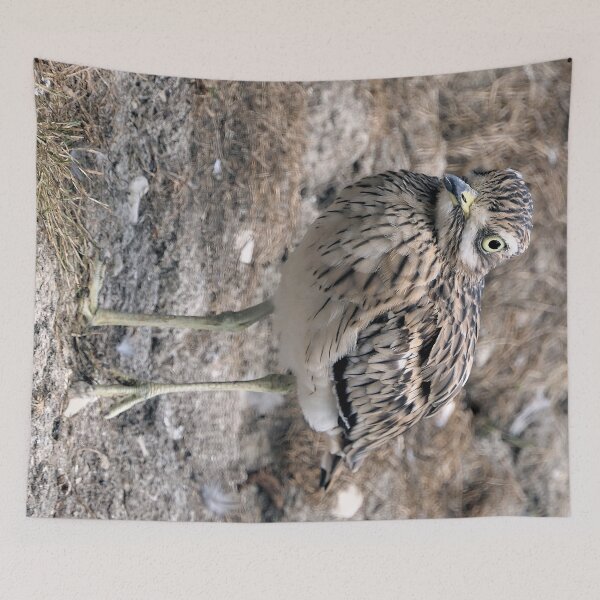 Item preview, r2469/ 23 parc-ornithologique-de-st-hilaire-la-palud -  oedicnème criard -  2020 par Okaio Créations - Olavia&Olao designed and sold by o.okaïo.