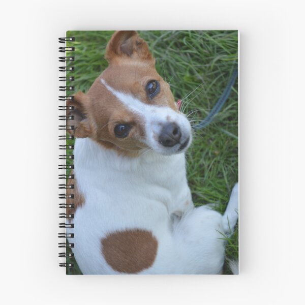 Item preview, Jackahuahua designed and sold by nikkifallows.