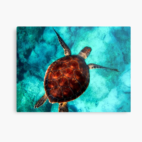 Blue ocean sea turtle - summer sea swimming turtle Metal Print