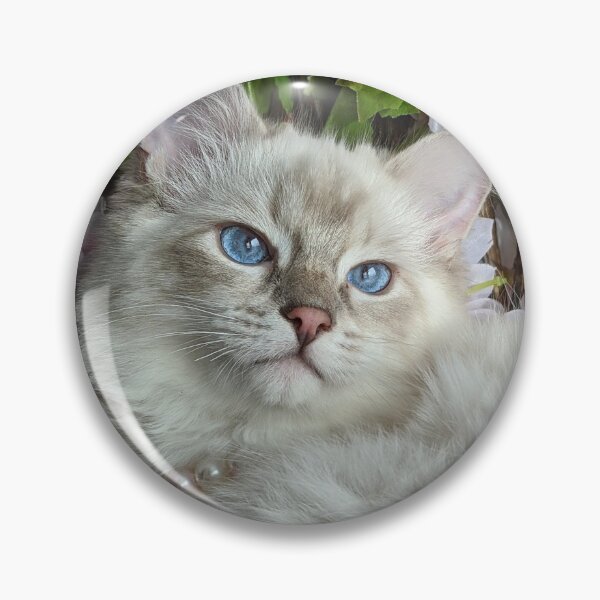 Item preview, Saoirse the princess ragdoll cat designed and sold by Fluffycat2020.
