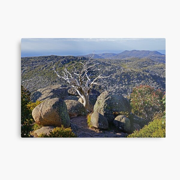 Mt Buffalo Plateau Metal Print