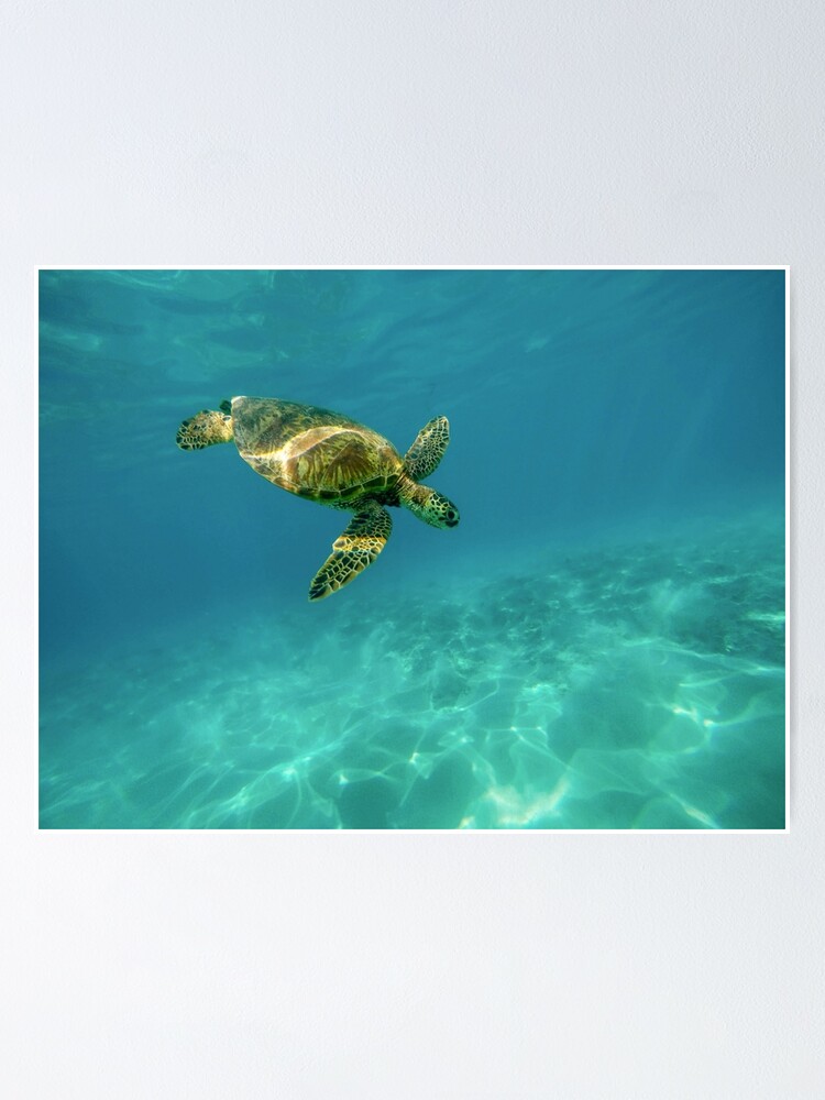 "Blue ocean sea turtle summer sea swimming turtle" Poster by