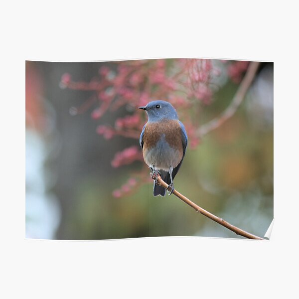 Western Bluebird Poster