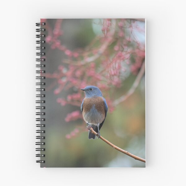 Item preview, Western Bluebird  designed and sold by Denise Okeson-Messner.