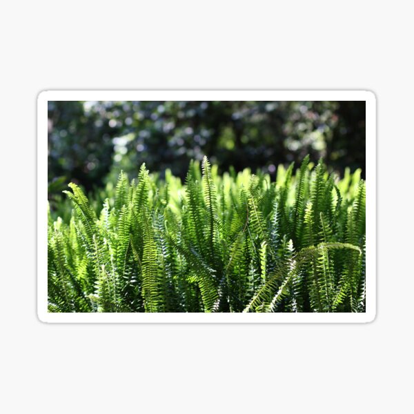 Item preview, Ferns of War designed and sold by MELendoImaging.