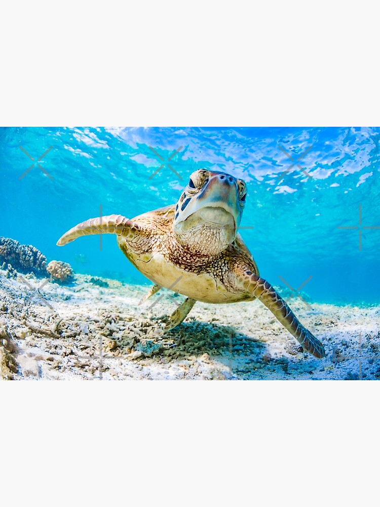 "Blue ocean sea turtle summer sea swimming turtle" Poster by