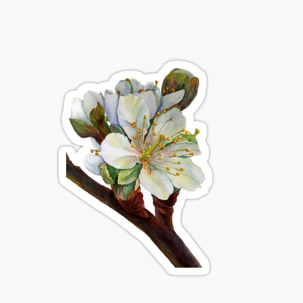 Apfelblüte Sticker