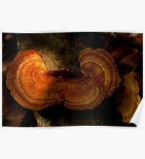Fungi along the Gondwana Rainforest walk Poster