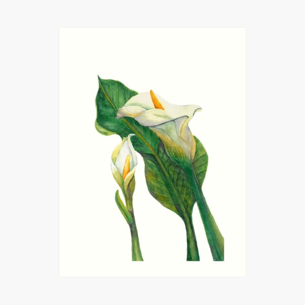 Calla Art Print