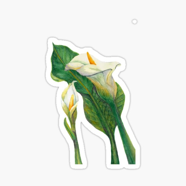 Calla Sticker
