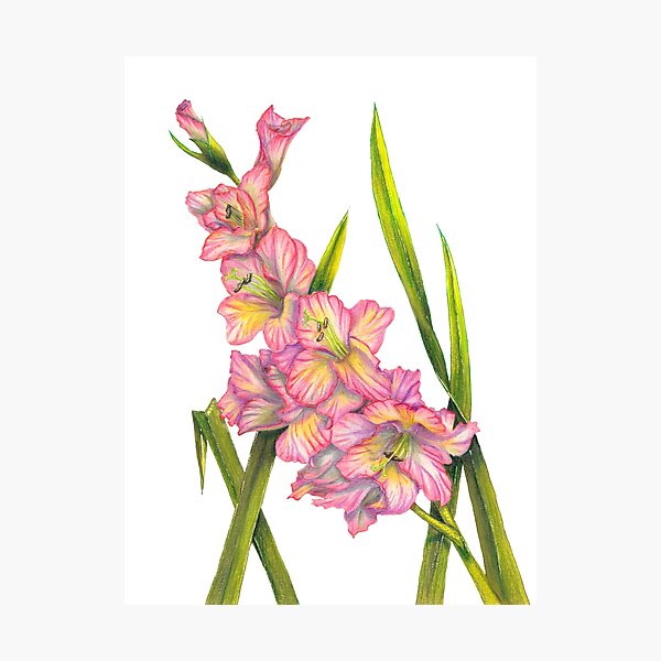 Gladiolus Photographic Print