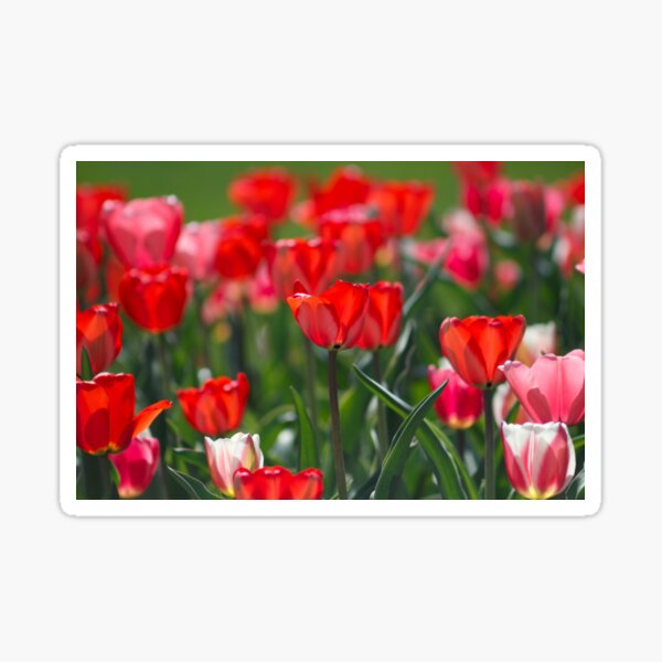 Spring Tulips Sticker