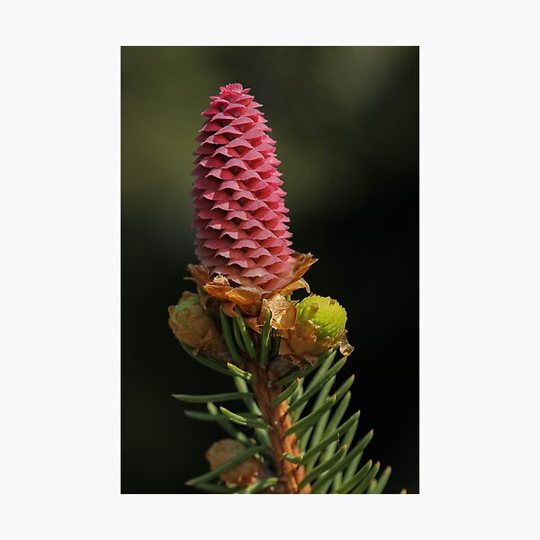 Item preview, Pine Cone Babies designed and sold by Gary Horner.