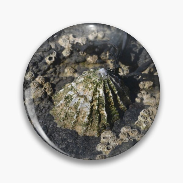 Item preview, Shells At The Sea: Barnacle and Limpets designed and sold by thelemmingface.