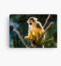 Perched Canvas Print