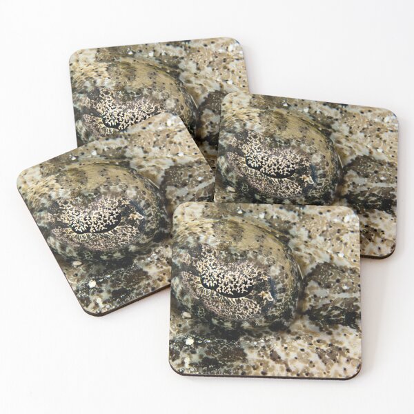 Crocodile fish eye Coasters (Set of 4)