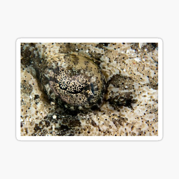 Crocodile fish eye Sticker