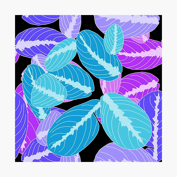 Item preview, Prayer plant 2 designed and sold by terastar.