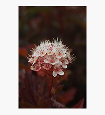 Bundle Photographic Print