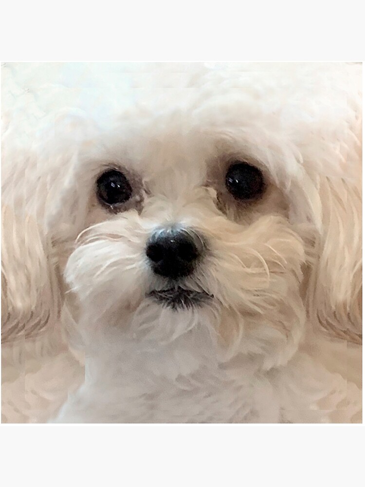 Long discount haired maltipoo