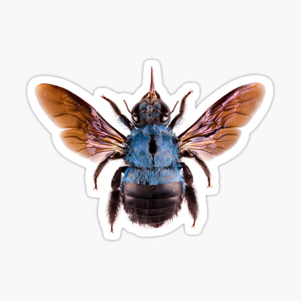Cerulean Carpenter Bee (Xylocopa Caerulea) Sticker