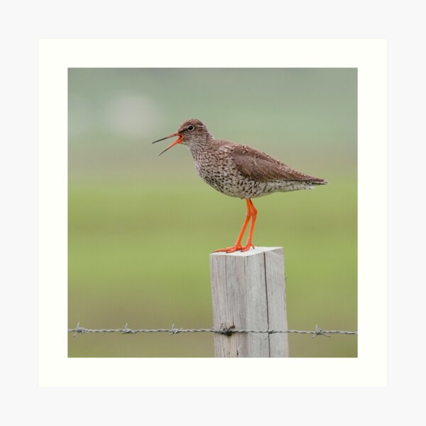 Redshank Art Print