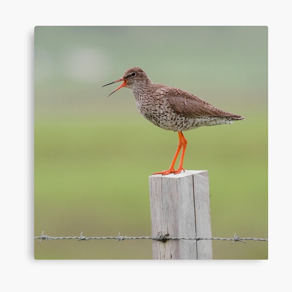 Redshank Canvas Print