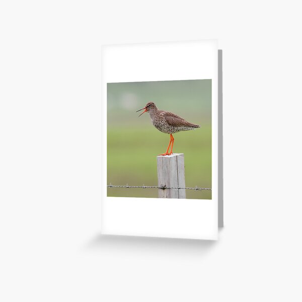 Redshank Greeting Card
