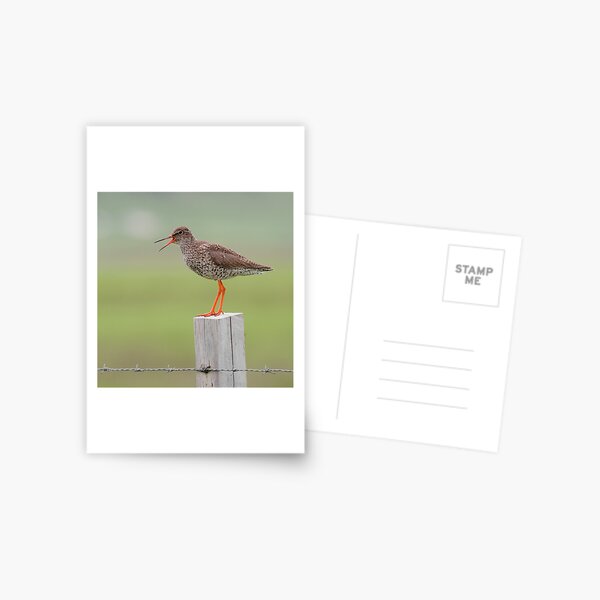 Redshank Postcard