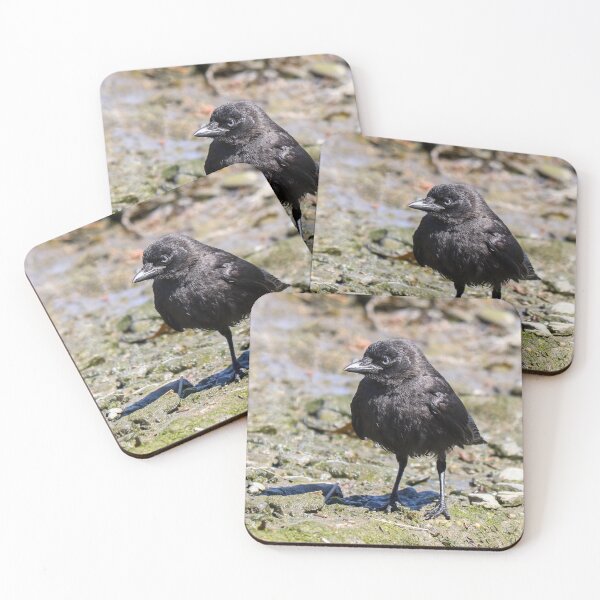Item preview, Pollito grajilla designed and sold by GreyFeatherPhot.