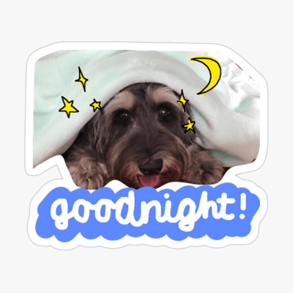 Mini Schnauzer Good Night