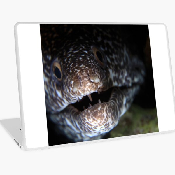 Moray eel Laptop Skin