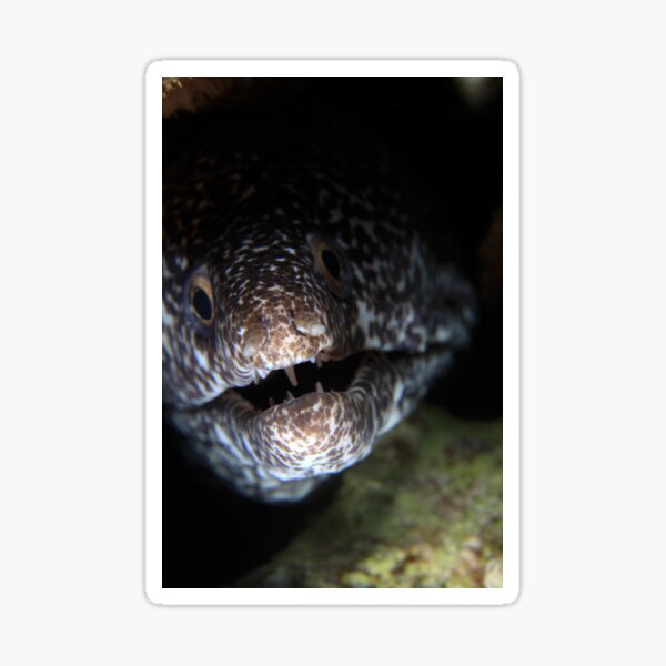 Moray eel Sticker