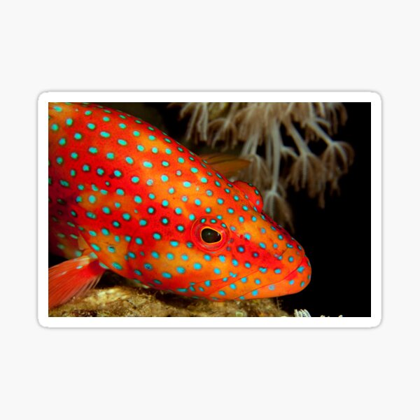 Coral grouper Sticker